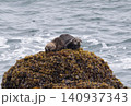 北海道・霧多布岬の岩の上で身を寄せ合って休む野生のラッコの親子 140937343