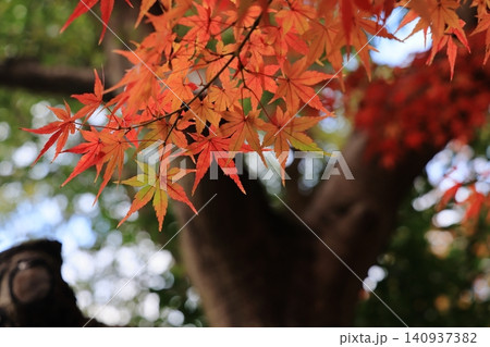 紅葉グラデーション 140937382