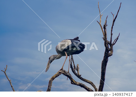 Asian Openbill Stork Perched on Tree Branch Against Blue Sky Asian Openbill Stork Perched on Tree Branch Against Blue Sky 140937417
