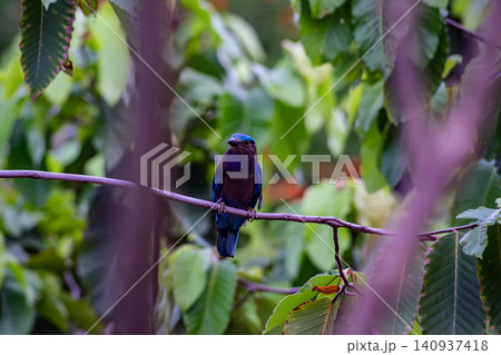 Purple winged Roller (Coracias temminckii) bird on tree animal wildlife in forest 140937418