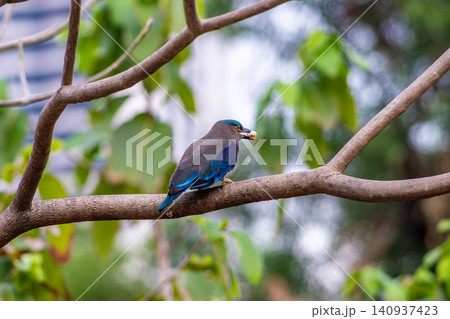 Purple winged Roller (Coracias temminckii) bird on tree animal wildlife in forest Purple winged Roller (Coracias temminckii) bird on tree animal wildlife in forest 140937423