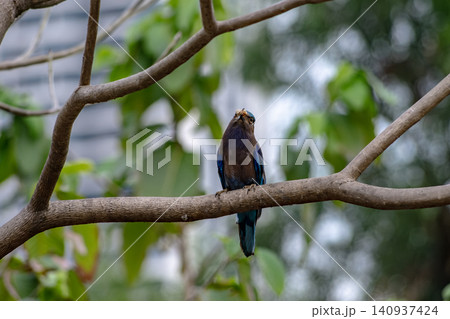 Purple winged Roller (Coracias temminckii) bird on tree animal wildlife in forest Purple winged Roller (Coracias temminckii) bird on tree animal wildlife in forest 140937424