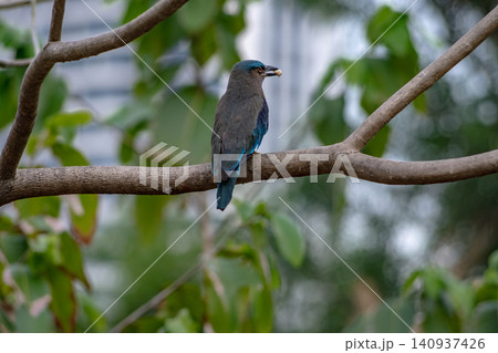 Purple winged Roller (Coracias temminckii) bird on tree animal wildlife in forest Purple winged Roller (Coracias temminckii) bird on tree animal wildlife in forest 140937426