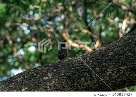 Javan Myna black bird yellow beak on tree nature animal wildlife Javan Myna black bird yellow beak on tree nature animal wildlife 140937427