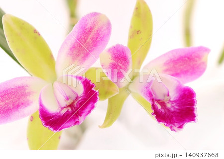 カトレア リトルスピリット 緑色とピンクの花 明るい背景 カトレア リトルスピリット 緑色とピンクの花 明るい背景 140937668