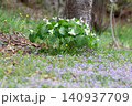 春の森の木陰に群生して咲く白いオオバナノエンレイソウの花 140937709