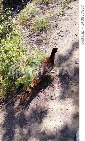 登山道を先導するように歩く野生のヤマドリ(オス) 登山道を先導するように歩く野生のヤマドリ(オス) 140937857