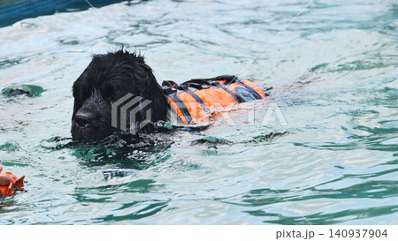 Dog swimming in a life jacket, enjoying a safe aquatic exercise routine Dog swimming in a life jacket, enjoying a safe aquatic exercise routine 140937904