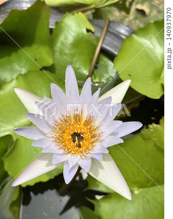 Beautiful Pale Purple Lotus Flower Blooming In Garden Pond. Beautiful Pale Purple Lotus Flower Blooming In Garden Pond. 140937970