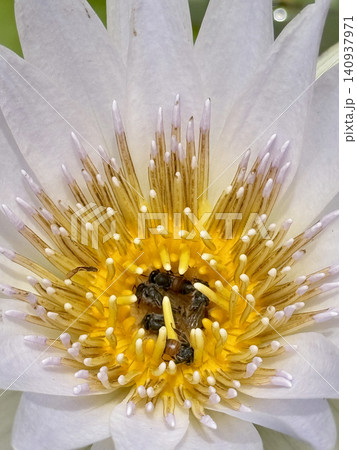 Macro Shot Of Honey Bees Collecting Pollen Inside Yellow Lotus Macro Shot Of Honey Bees Collecting Pollen Inside Yellow Lotus 140937971