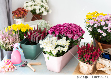 Planting fall flowers like chrysanthemums and heather and other in pots to brighten your balcony or terrace, adding seasonal color and warmth to your home outdoor space Planting fall flowers like chrysanthemums and heather and other in pots to brighten your balcony or terrace, adding seasonal color and warmth to your home outdoor space 140938234