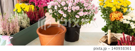 Planting chrysanthemums, heather, and other fall flowers in pots adds natural beauty and color to your balcony or terrace, enhancing your outdoor decor for the season, banner 140938361