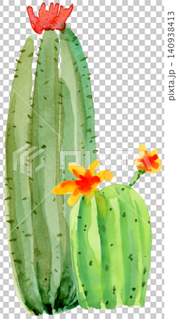 Two blooming cactus with flowers in watercolor Two blooming cactus with flowers in watercolor 140938413