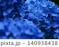 青いアジサイ 140938438