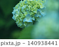 色づき始めた青いアジサイ 140938441