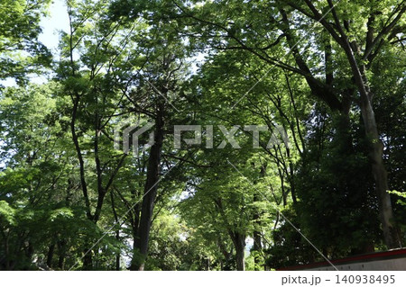 大宮氷川神社 境内 大宮氷川神社 境内 140938495