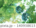水面に映る紫陽花 140938613
