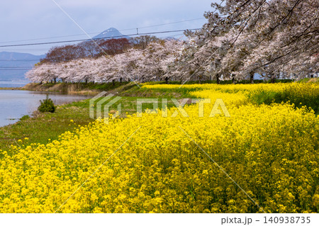 福島県郡山市湖南町船津宮　猪苗代湖に注ぐ船津川河口の河原に広がる桜並木と菜の花畑 140938735