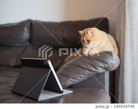 red scottish cat carefully looking at tablet screen at home red scottish cat carefully looking at tablet screen at home 140938746