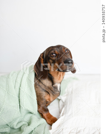 Adorable brown dachshund wrapped in a soft mint green blanket, resting comfortably on a cozy bed with white pillows, showcasing a peaceful and serene atmosphere Adorable brown dachshund wrapped in a soft mint green blanket, resting comfortably on a cozy bed with white pillows, showcasing a peaceful and serene atmosphere 140938757