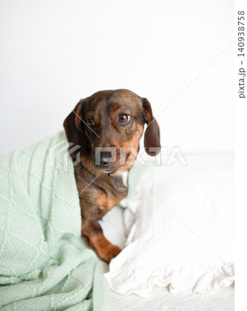 Adorable brown dog wrapped in a soft green blanket, resting comfortably on a cozy bed, showcasing a serene and peaceful atmosphere in a home environment Adorable brown dog wrapped in a soft green blanket, resting comfortably on a cozy bed, showcasing a serene and peaceful atmosphere in a home environment 140938758