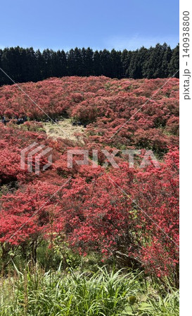 葛城山のツツジ大群落 縦構図 見渡す限りの朱色 葛城山のツツジ大群落 縦構図 見渡す限りの朱色 140938800