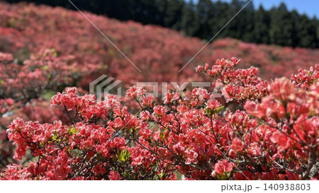 ヤマツツジの花のクローズアップ 朱色の丘を背景に ヤマツツジの花のクローズアップ 朱色の丘を背景に 140938803