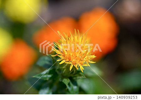 ベニバナ ベニバナ 140939253