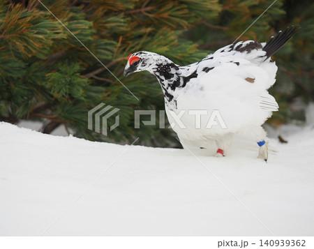 松を横切る雷鳥 松を横切る雷鳥 140939362