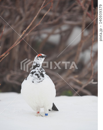 雪に足を沈め見上げる雷鳥 雪に足を沈め見上げる雷鳥 140939379
