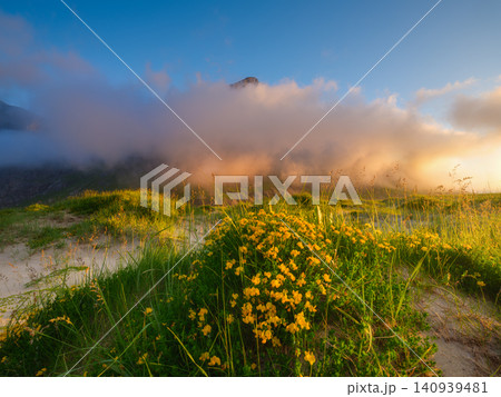 Blooming beach in Lofoten Islands, Norway during midnight summer light. Blooming beach in Lofoten Islands, Norway during midnight summer light. 140939481