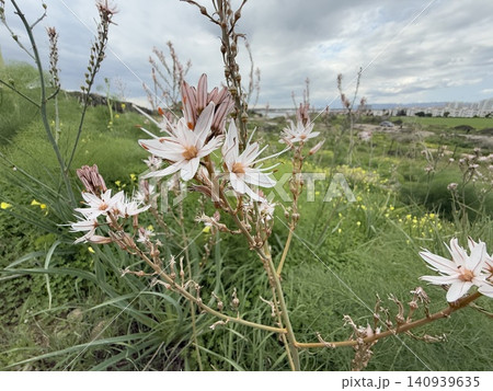 Wildflowers in a green field on a cloudy day with city in background Wildflowers in a green field on a cloudy day with city in background 140939635