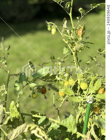 Tomato plant with green and ripe cherry tomatoes in garden background Tomato plant with green and ripe cherry tomatoes in garden background 140939648