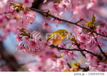 河津桜にたたずむメジロ 河津桜にたたずむメジロ 140939700