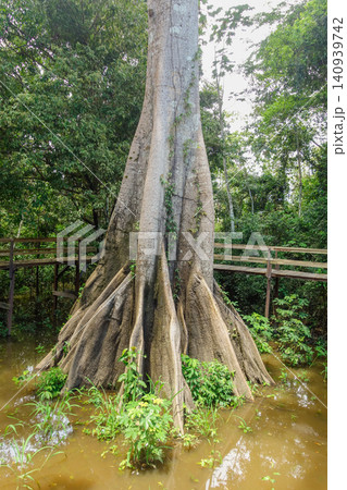 Huge tree roots and trunk of Ceiba pentandra tree, found in brazilian flooded amazon forest Huge tree roots and trunk of Ceiba pentandra tree, found in brazilian flooded amazon forest 140939742