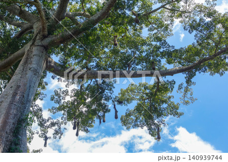 giant Ceiba pentandra tree, aka Java kapok or sumauma, found in brazilian amazon forest giant Ceiba pentandra tree, aka Java kapok or sumauma, found in brazilian amazon forest 140939744