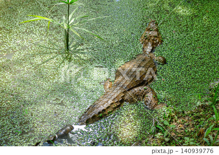 youth alligator on the surface of muddy marshy water 140939776