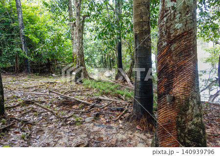 damaged rubber tree trunk oozing latex sap. found in Amazon rainforest in Brazil damaged rubber tree trunk oozing latex sap. found in Amazon rainforest in Brazil 140939796