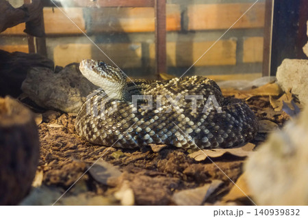 Crotalus durissus snake, or South American rattlesnake. Brazilian Cascavel in captivity Crotalus durissus snake, or South American rattlesnake. Brazilian Cascavel in captivity 140939832