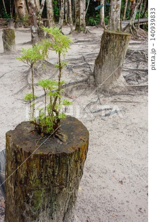 small tree is growing back from cut trunk in Amazon rainforest. deforestation, climate change small tree is growing back from cut trunk in Amazon rainforest. deforestation, climate change 140939833