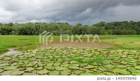 Vitoria Regia aquatic plant wild in nature. landscape at Amazon tropical rainforest in Amazonas, Brazil Vitoria Regia aquatic plant wild in nature. landscape at Amazon tropical rainforest in Amazonas, Brazil 140939840