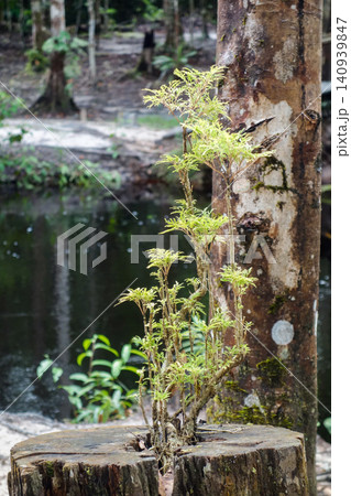 small tree is growing back from cut trunk in Amazon rainforest. deforestation, climate change small tree is growing back from cut trunk in Amazon rainforest. deforestation, climate change 140939847
