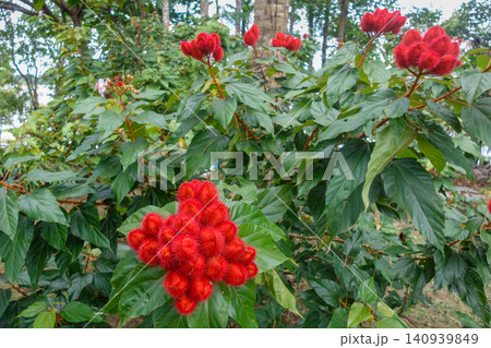 annatto tree, Bixa orellana, in forest with various fruits and flowers annatto tree, Bixa orellana, in forest with various fruits and flowers 140939849