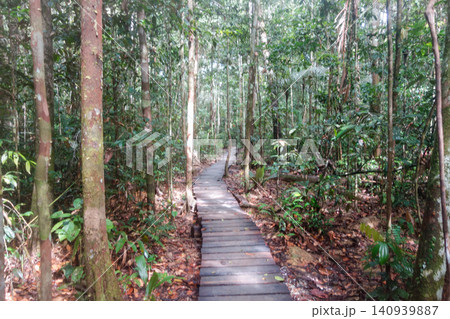 boardwalk through the dense Amazon rainforest. trekking through jungle in Amazonas, Brazil boardwalk through the dense Amazon rainforest. trekking through jungle in Amazonas, Brazil 140939887