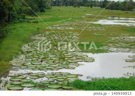 Vitoria Regia aquatic plant wild in nature. flooded landscape in Amazon tropical rainforest, Brazil Vitoria Regia aquatic plant wild in nature. flooded landscape in Amazon tropical rainforest, Brazil 140939913