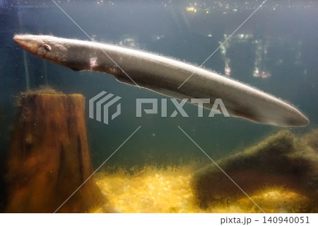 Electrophorus electricus fish, Electric Eel, in aquarium. close up view 140940051