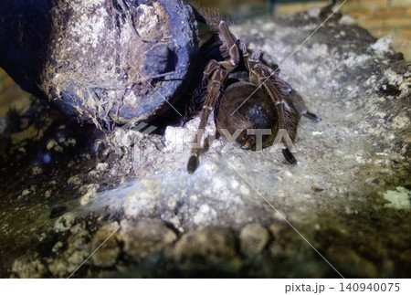 close view of a tarantula spider, Theraphosidae species, in an aquarium illuminated by flashlight close view of a tarantula spider, Theraphosidae species, in an aquarium illuminated by flashlight 140940075