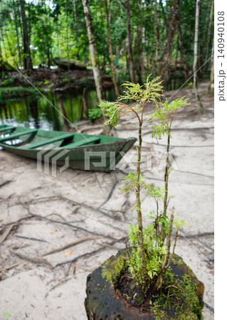 small tree is growing back from cut trunk in Amazon rainforest. deforestation, climate change small tree is growing back from cut trunk in Amazon rainforest. deforestation, climate change 140940108