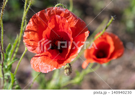 wild red beautiful poppy flowers blossoming at  sunny summer  day  at field.  close up 140940230