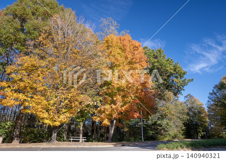 Autumn forest background. Vibrant colorful trees foliage in fall park. Nature change leaves in October season Autumn forest background. Vibrant colorful trees foliage in fall park. Nature change leaves in October season 140940321